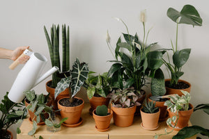 Setting Up Your Plant Space Post-Move: Creating a Microclimate for Recovery and Growth