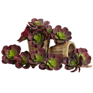 Echeveria Succulent (Set Of 12) Burgundy