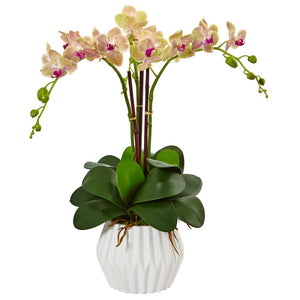 Phalaenopsis Orchid Arrangement in White Vase