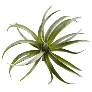 8” Air Plant Artificial Succulent (Set Of 12)