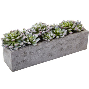 Succulent Garden w/Textured Concrete Planter