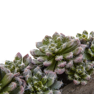 Succulent Garden w/Textured Concrete Planter