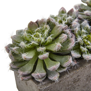 Succulent Garden w/Textured Concrete Planter