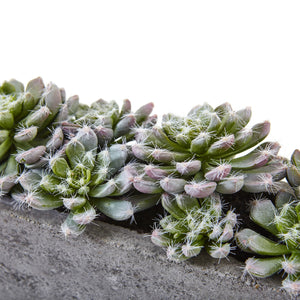 Succulent Garden w/Textured Concrete Planter