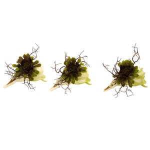 Wispy Succulent w/Seashell (Set of 3)