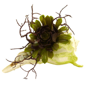 Wispy Succulent w/Seashell (Set of 3)