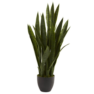 Sansevieria w/Black Planter - Home Staging Warehouse