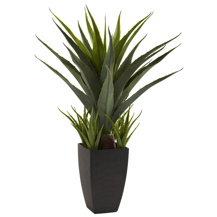 Agave W/Black Planter