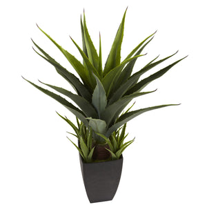 Agave W/Black Planter