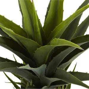 Agave W/Black Planter