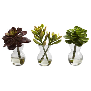 Succulent Arrangements (Set of 3)