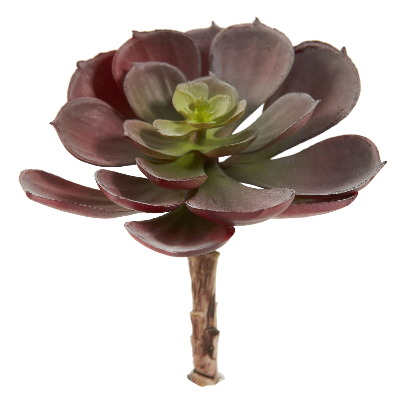 burgundy succulent Copy of 6” Echeveria Succulent (Set Of 12) Burgundy – Home Staging Warehouse