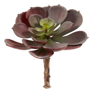 Echeveria Succulent (Set Of 12) Burgundy