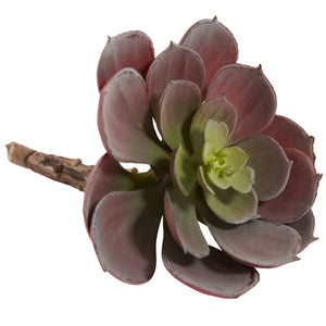 Echeveria Succulent (Set Of 12) Burgundy