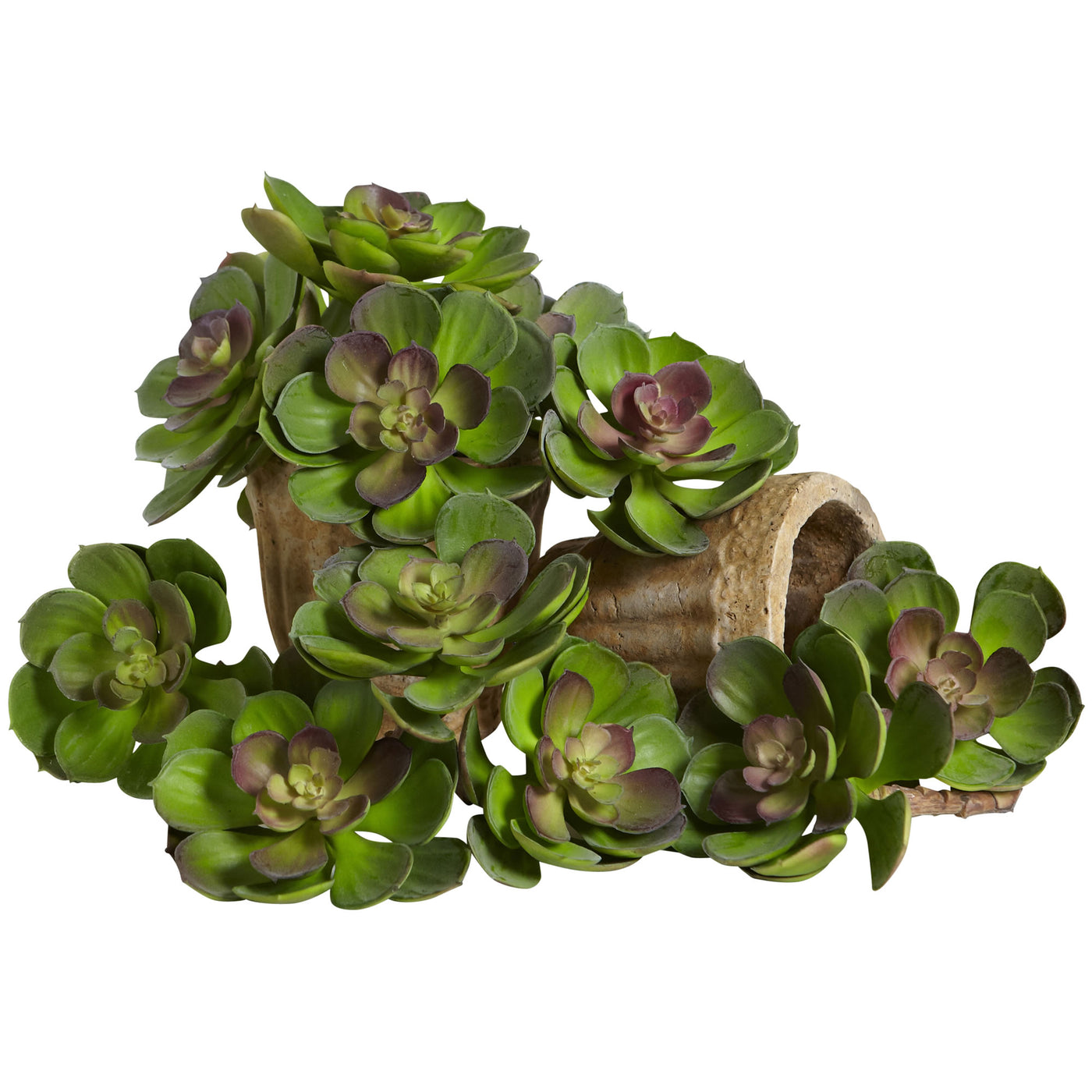maroon succulent 6” Echeveria Succulent (Set Of 12) Green Burgundy – Home Staging Warehouse