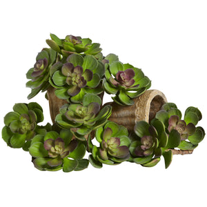 6” Echeveria Succulent (Set Of 12) Green Burgundy