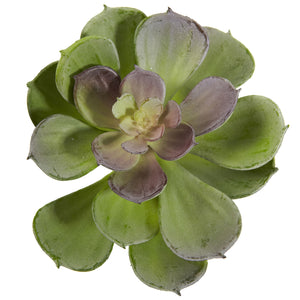 6” Echeveria Succulent (Set Of 12) Green Burgundy