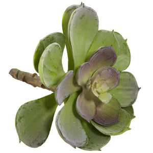 6” Echeveria Succulent (Set Of 12) Green Burgundy
