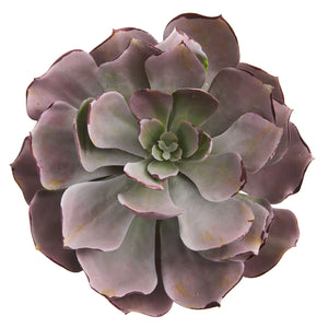 8” Echeveria Succulent Artificial Plant (Set Of 6)