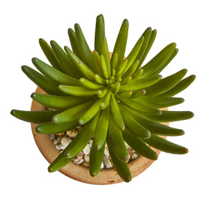 Large Succulent Artificial Plant In Ceramic Vase (Set Of 2)